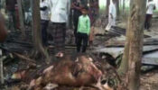 শার্শায় মশার কয়েলের আগুনে ৪ লাখ টাকার ক্ষতিসাধন