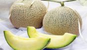 সোনার চেয়ে দামী দুই বাঙ্গি ২৫ লাখ
