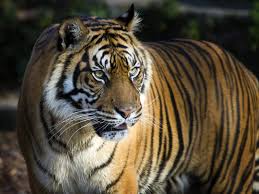 আজ বিশ্ব বাঘ দিবস