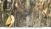 নড়াইলের পল্লীতে পানের বরজে আগুন ১২ লক্ষ টাকার ক্ষয়ক্ষতি