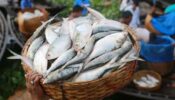 পহেলা বৈশাখ ঘিরে চড়া ইলিশের বাজার